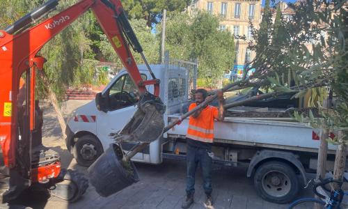 livraison arbres