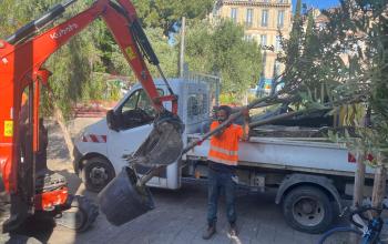 livraison arbres