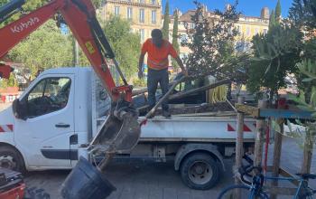 livraison arbres