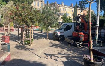livraison arbres
