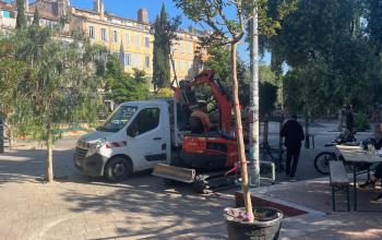 livraison arbres